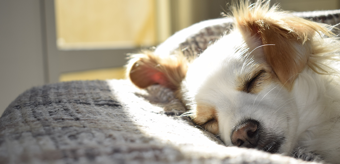 Bild på en liten hund som njuter av solljuset på en filt vid ett fönster.