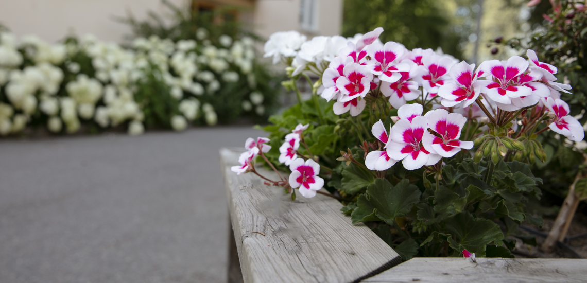 färgglada blommor i en blomlåda med blomstrande rabatter i bakgrunden