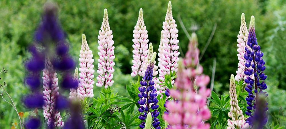 Lupiner, blommor